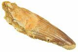 Fossil Spinosaurus Tooth - Real Dinosaur Tooth #298406-1